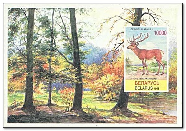 Red Deer (Cervus elaphus)