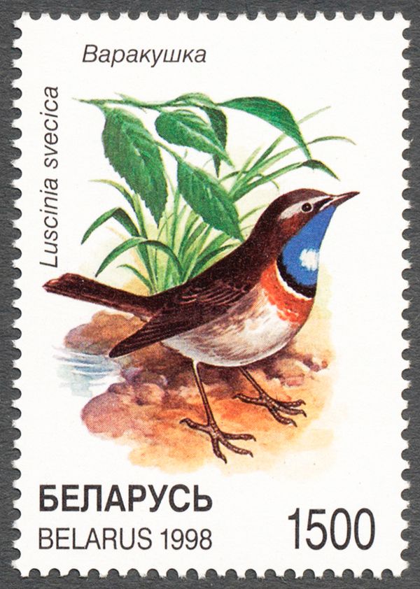 Bluethroat (Luscinia svecica cyanecula)