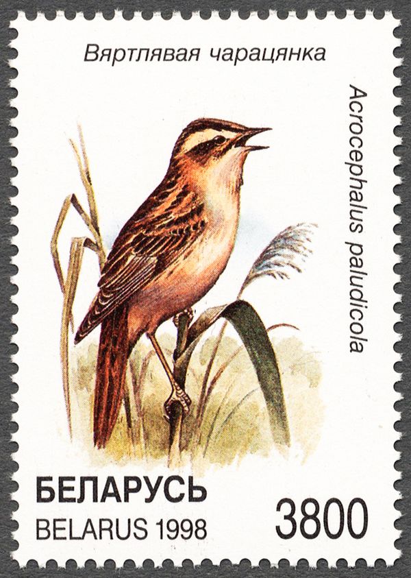 Aquatic Warbler (Acrocephalus paludicola)