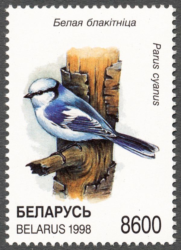 Azure Tit (Parus cyanus)