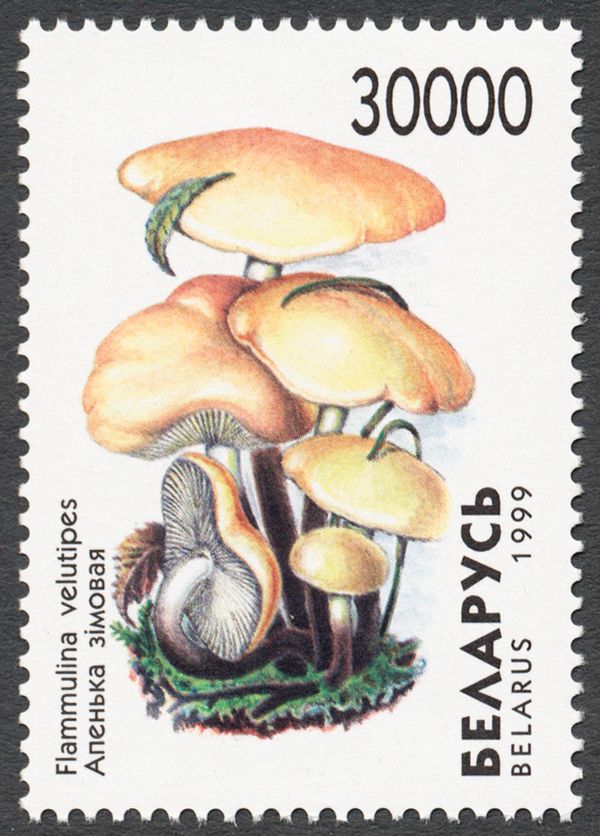 Velvet Shank Mushroom (Flammulina velutipes)
