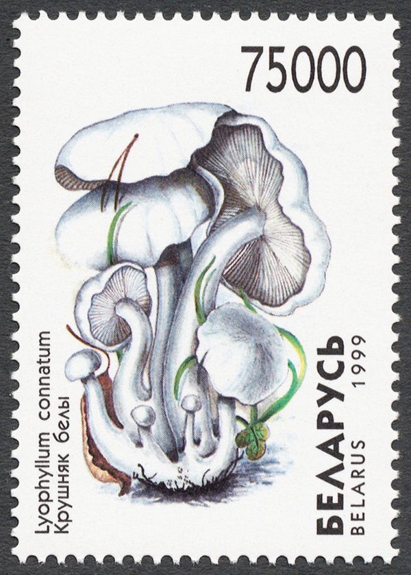 White Domecap (Lyophyllum connatum)