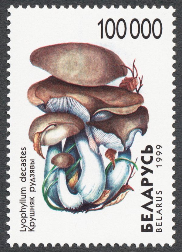 Fried Chicken Mushroom (Lyophyllum decastes)