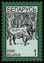 European Bison (Bos bonasus)