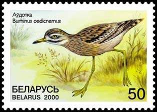 Eurasian Thick-knee (Burhinus oedicnemus)