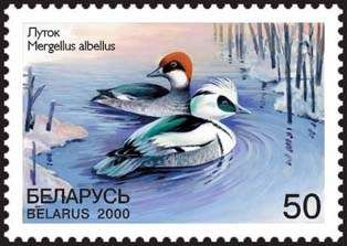 Smew (Mergellus albellus)