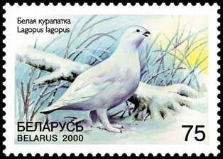 Willow Ptamigan (Lagopus lagopus)