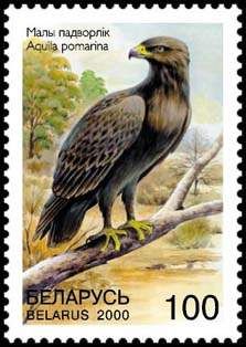 Lesser Spotted Eagle (Aquila pomarina)