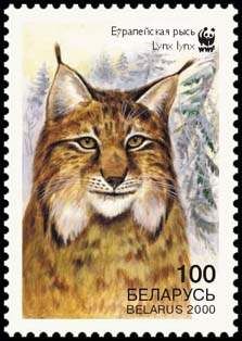 Eurasian Lynx (Lynx lynx), Head
