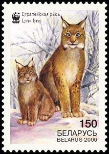 Eurasian Lynx (Lynx lynx), with Cub