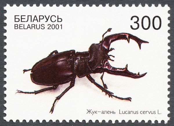 Stag Beetle (Lucanus cervus)