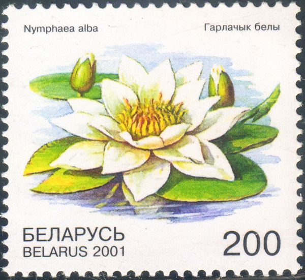 White Water-lily (Nymphaea alba)