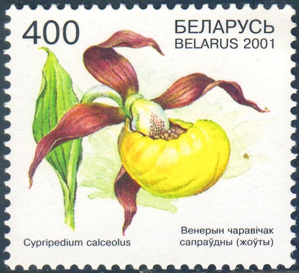 Lady's Slipper Orchid (Cypripedium calceolus)