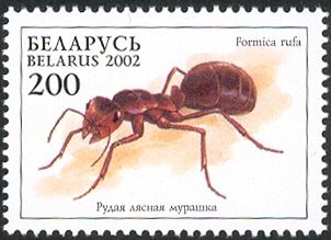 Red Wood Ant (Formica rufa)