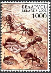 Red Wood Ant (Formica rufa)