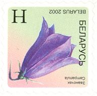Bluebell (Campanula)