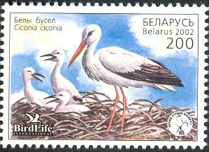 White Stork (Ciconia ciconia)
