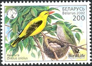 Eurasian Golden Oriole (Oriolus oriolus)
