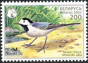 White Wagtail (Motacilla alba)