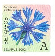 Cornflower (Centaurea cyanus)