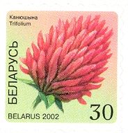 Clover (Trifolium)