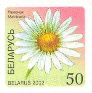 Camomile (Matricaria)