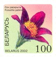 Pasque Flower (Pulsatilla patens)