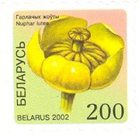 Yellow Water Lily (Nuphar lutea)
