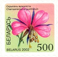 Fireweed (Chamaenerion angustifolium)