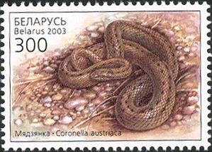 Smooth Snake (Coronella austriaca)