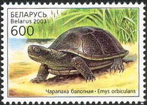 European Pond Turtle (Emys orbicularis)
