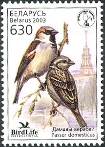 House Sparrow (Passer domesticus)