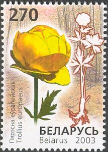 Globeflower (Trollius europaeus)