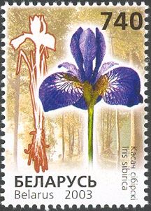 Siberian Iris (Iris sibirica)