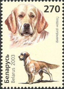 Golden Retriever (Canis lupus familiaris)