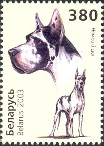 Great Dane (Canis lupus familiaris)