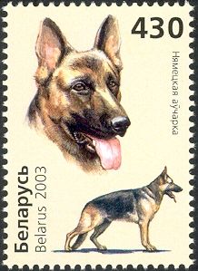 German Shepherd (Canis lupus familiaris)