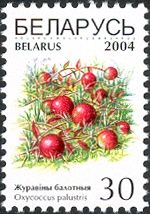 Cranberries (Oxycoccus palustris)