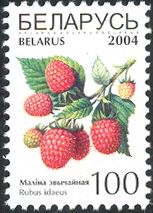 Raspberries (Rubus idaeus)