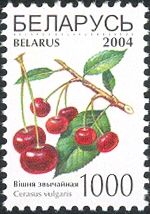 Cherries (Cerasus vulgaris)