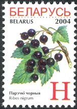 Black Currants (Ribes nigrum)
