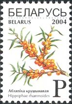 Sea-buckthorn Berries (Hippophae rhamnoides)