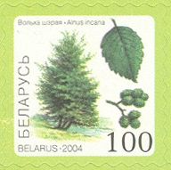 Alder (Alnus incana)