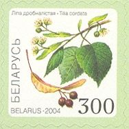 Lime Tree (Tilia cordata)