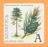 Pine (Pinus sylvestris)