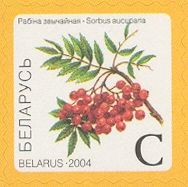 Mountain Ash (Sorbus aucuparia)