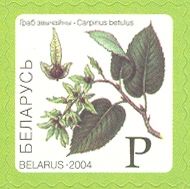 Hornbeam (Carpinus betulus)