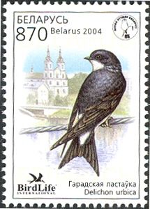 Common House Martin (Delichon urbica)