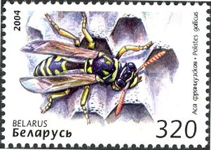 European Paper Wasp (Polistes gallicus)