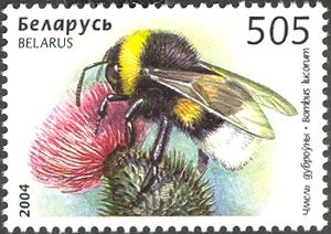 White-tailed Bumblebee (Bombus lucorum)